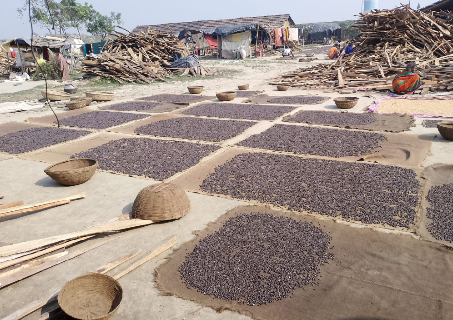 From Bihar with Tradition: The Story of Makhana