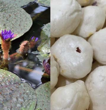 Why Makhana is Healthy